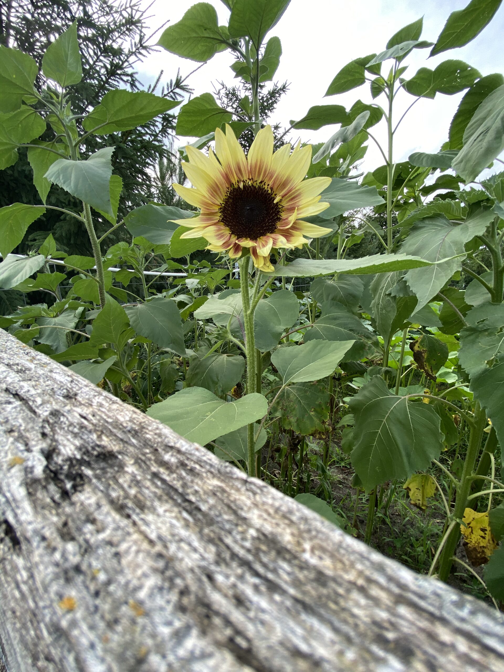 Sunflowers over the fence