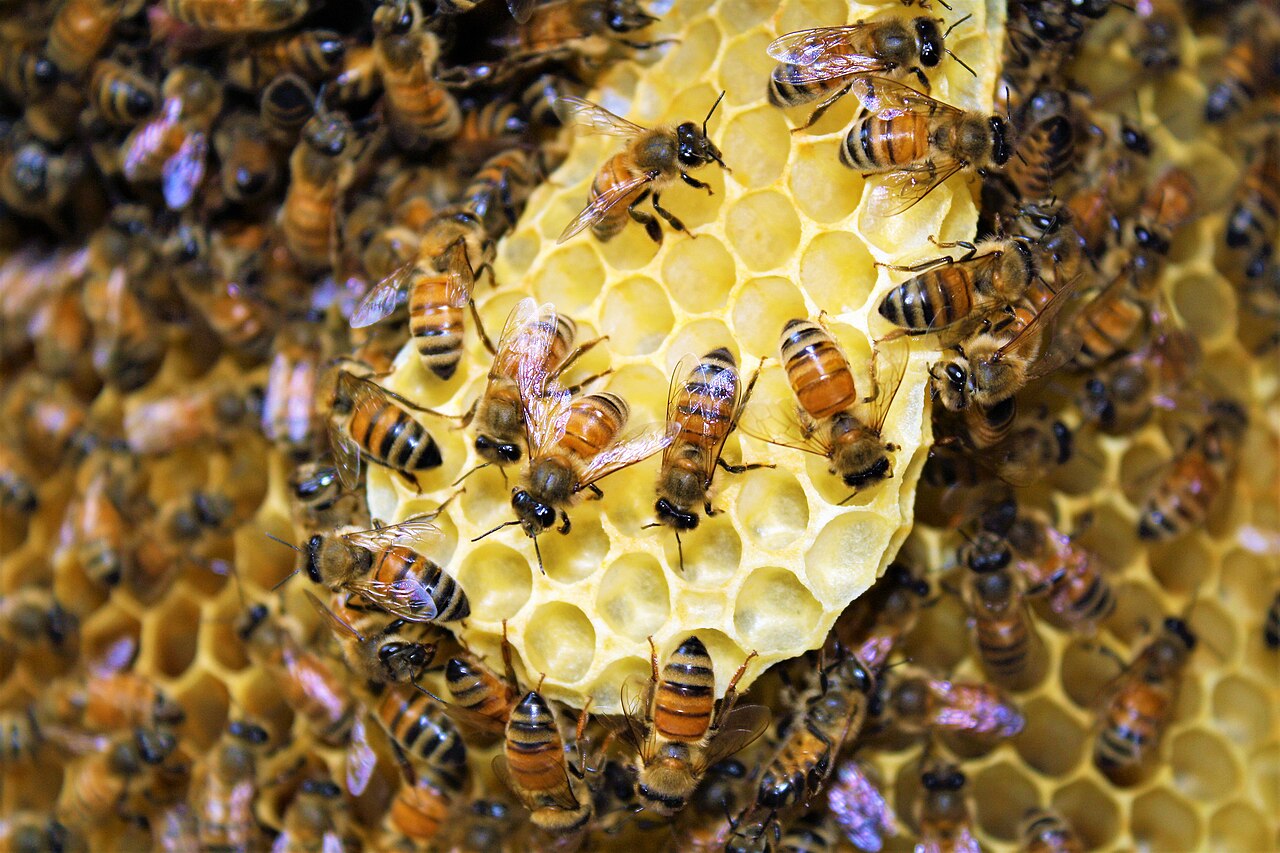 Living honey bees working across a frame of comb.