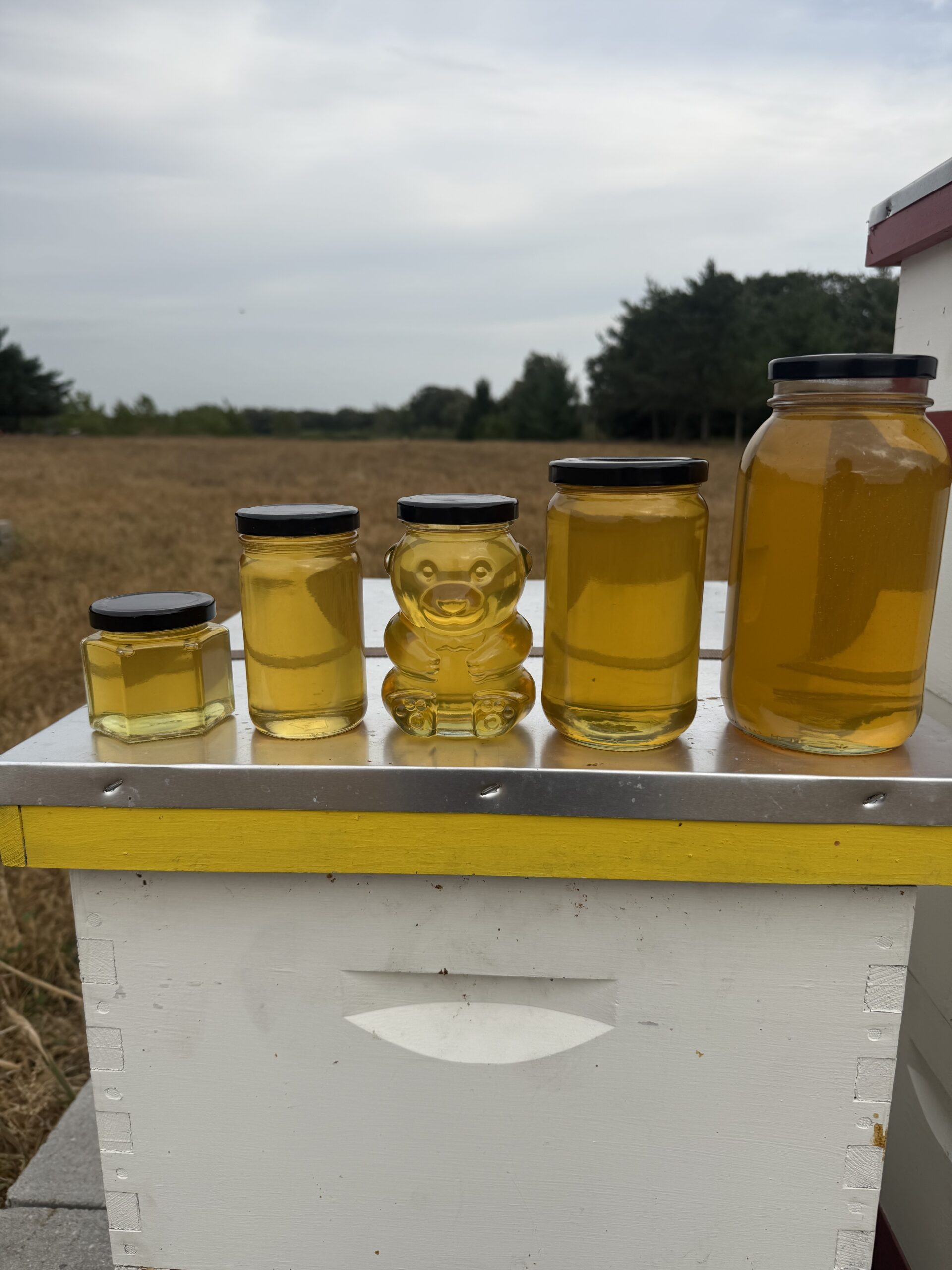 Five sizes of Lake Country Honey Co. honey, including a honey bear, lined up on a beehive.