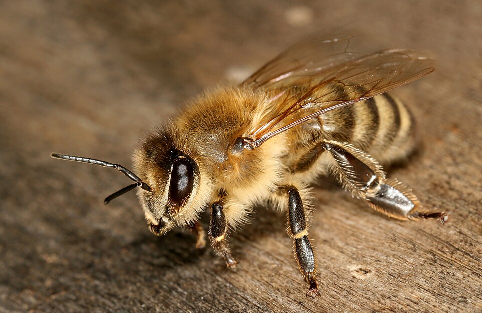 Living worker honey bee at a hive entrance.